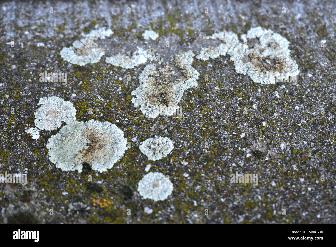 Grey lichen saxicole growing on stone still Stock Photo