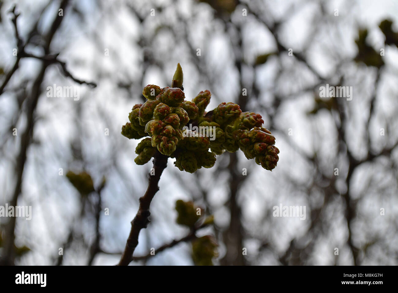 Blossom tree. Blue sky in the background Stock Photo - Alamy