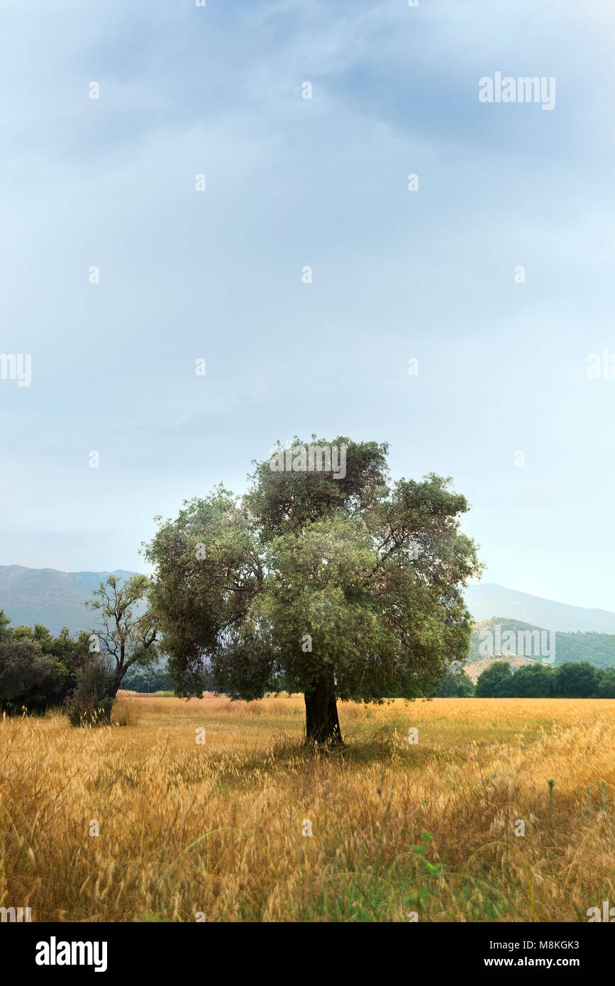 Single olive tree in the field with cloudy sky Stock Photo - Alamy