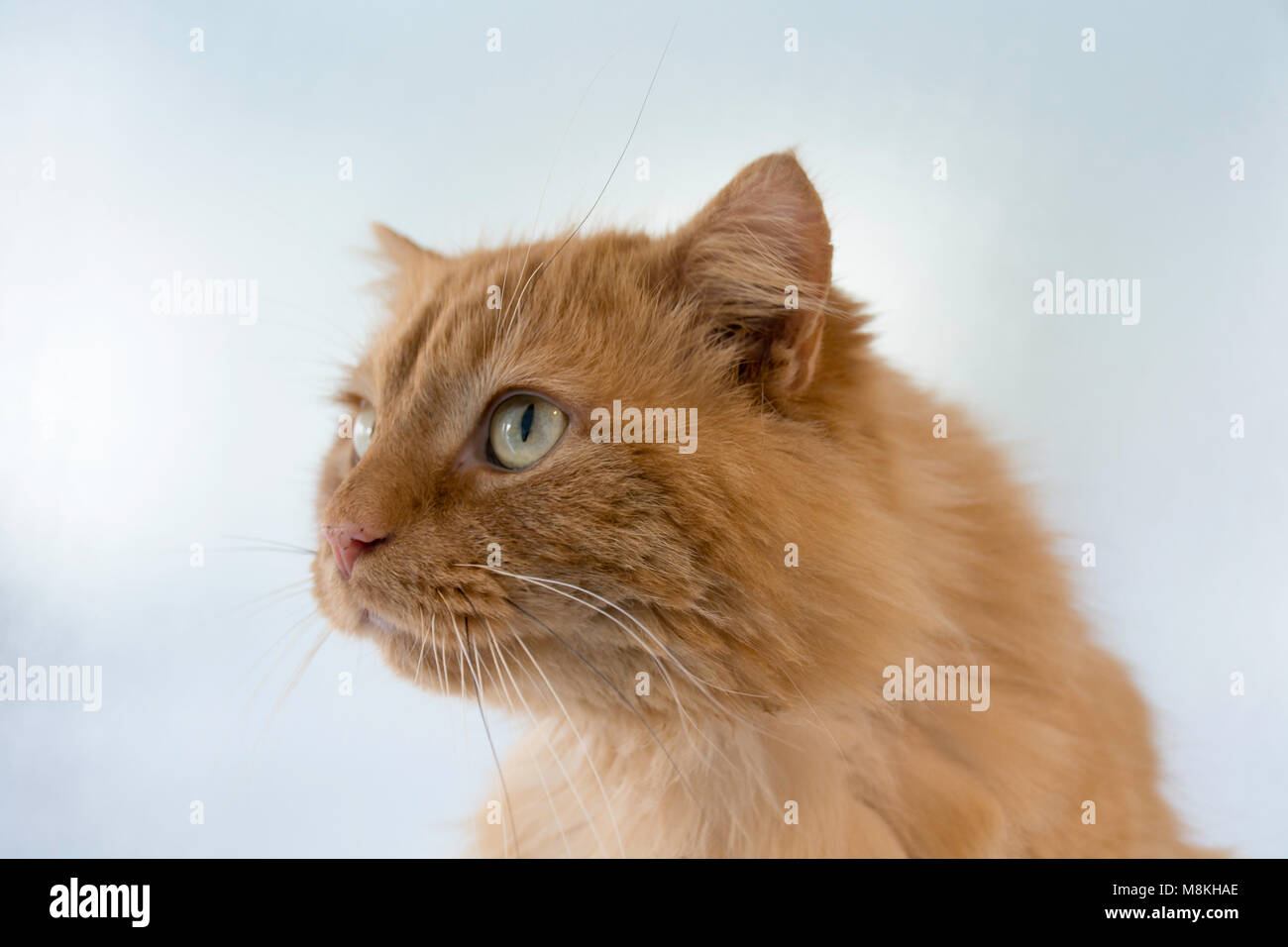 Ginger long haired cat hires stock photography and images Alamy