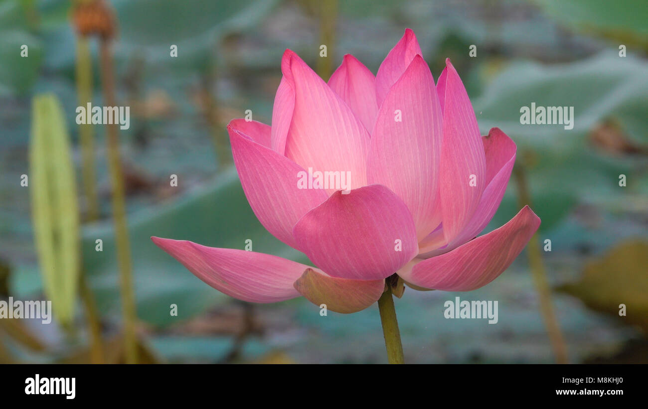 Pink lotus flower. Royalty high quality free stock footage of a