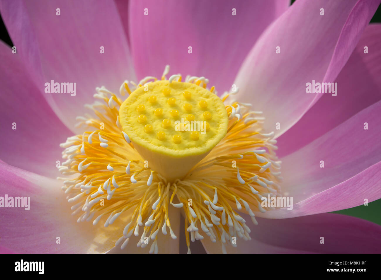 Pink lotus flower. Royalty high quality free stock footage of a