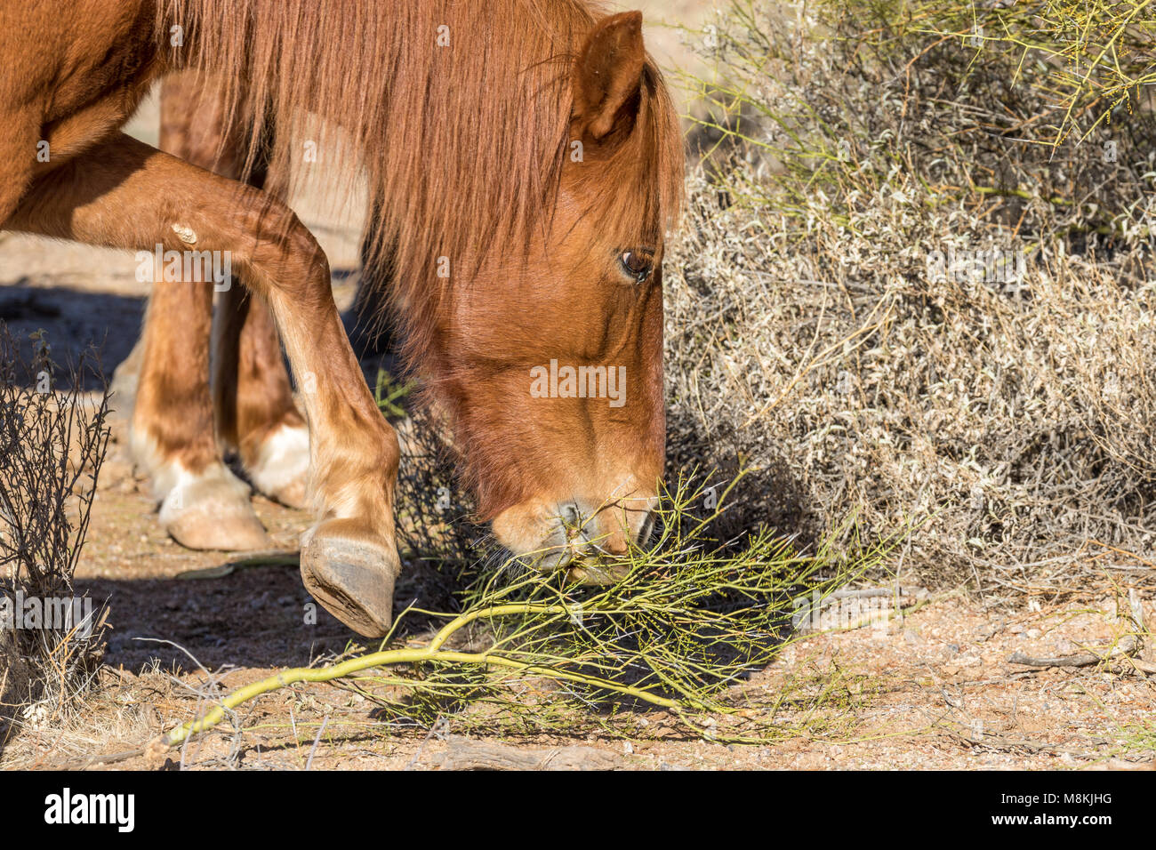 What do wild horses eat in arizona