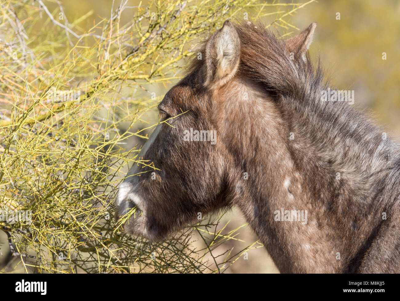 What do wild horses eat in arizona