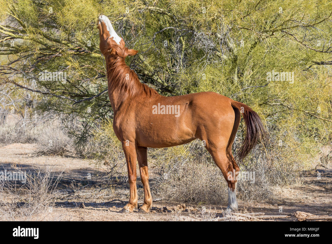 What do wild horses eat in arizona