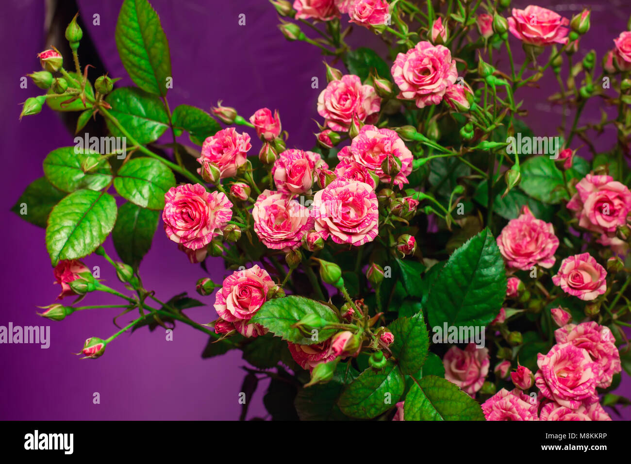 bouquet of small roses on violet background Stock Photo - Alamy