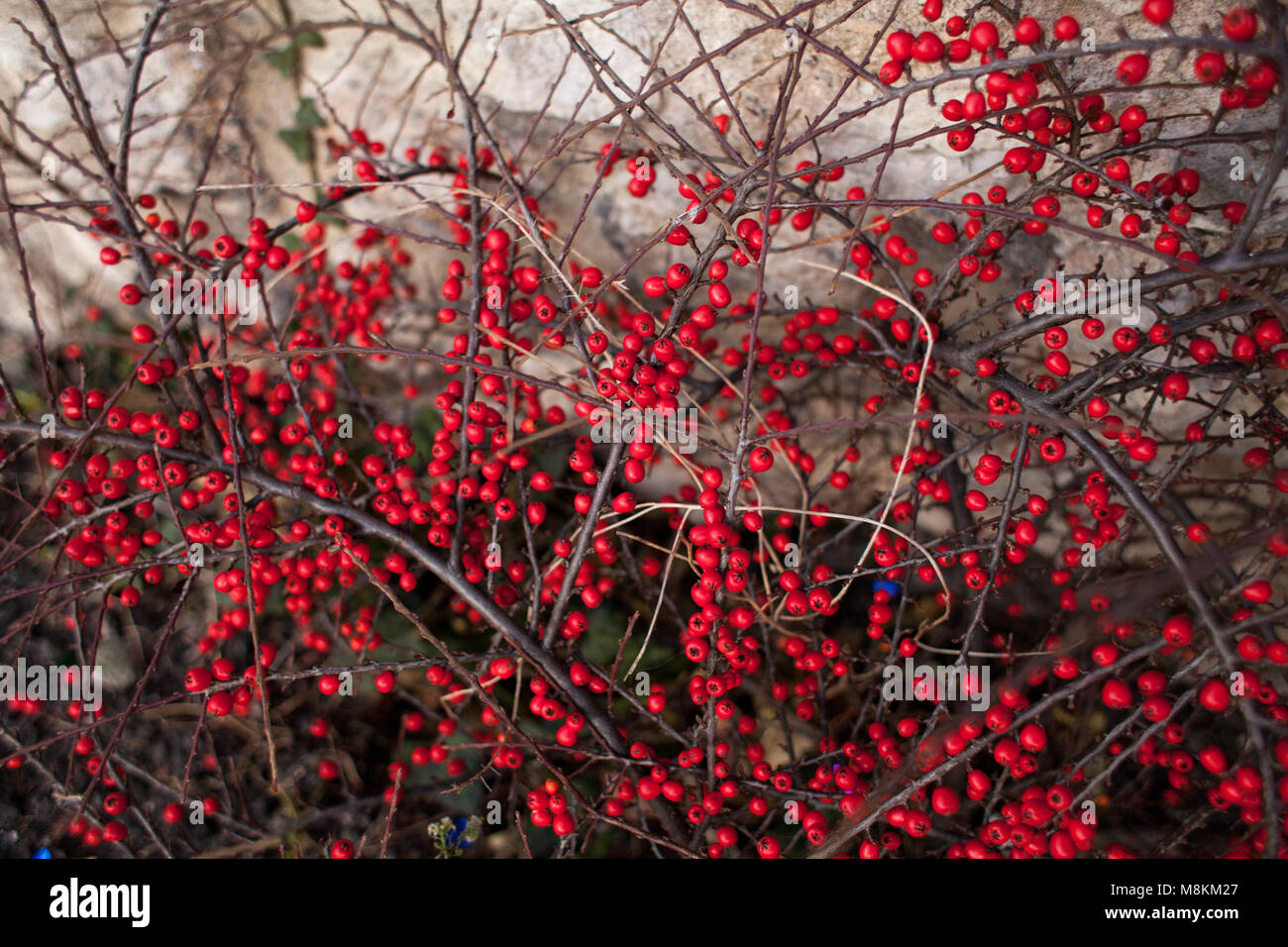 Photo of red berries in autumn. Bright red berries on a bush closeup