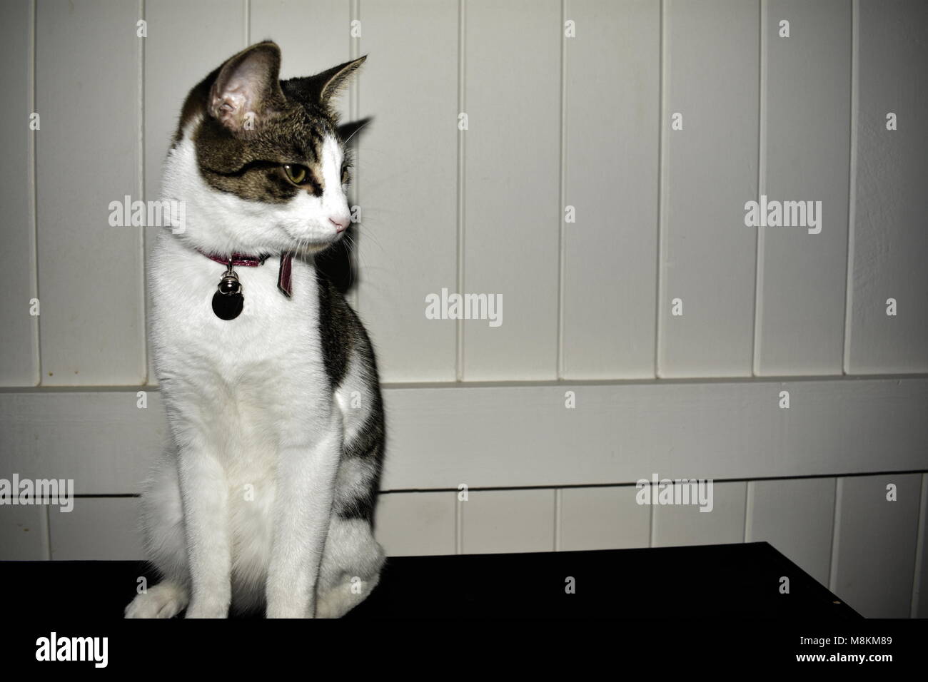 Furby cat hi res stock photography and images Alamy