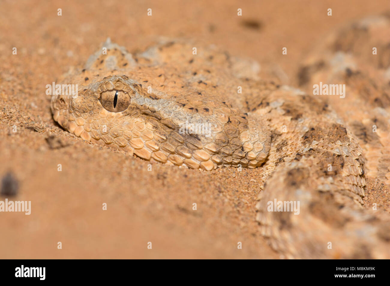 Nicely patterned Desert Horned Viper (Cerastes cerastes) in the desert of Morocco North African close up. Stock Photo