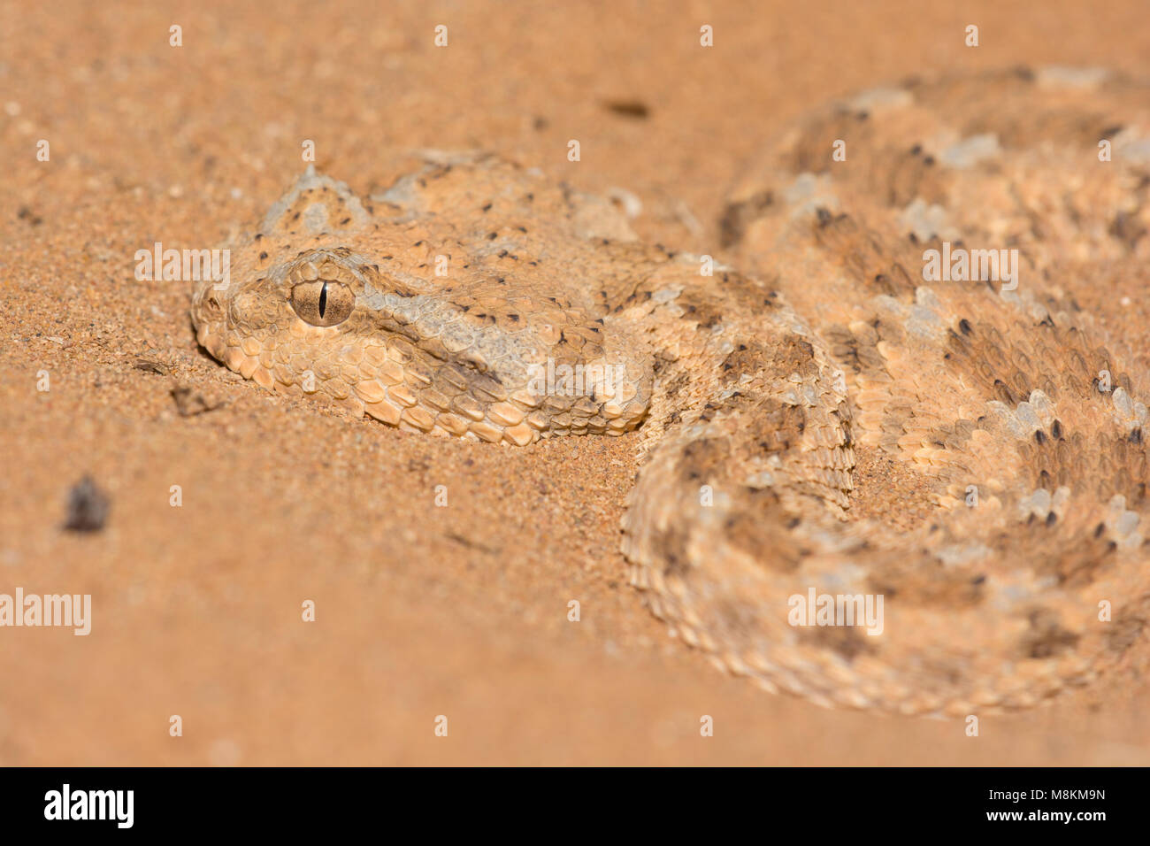 Nicely patterned Desert Horned Viper (Cerastes cerastes) in the desert of Morocco North African close up. Stock Photo