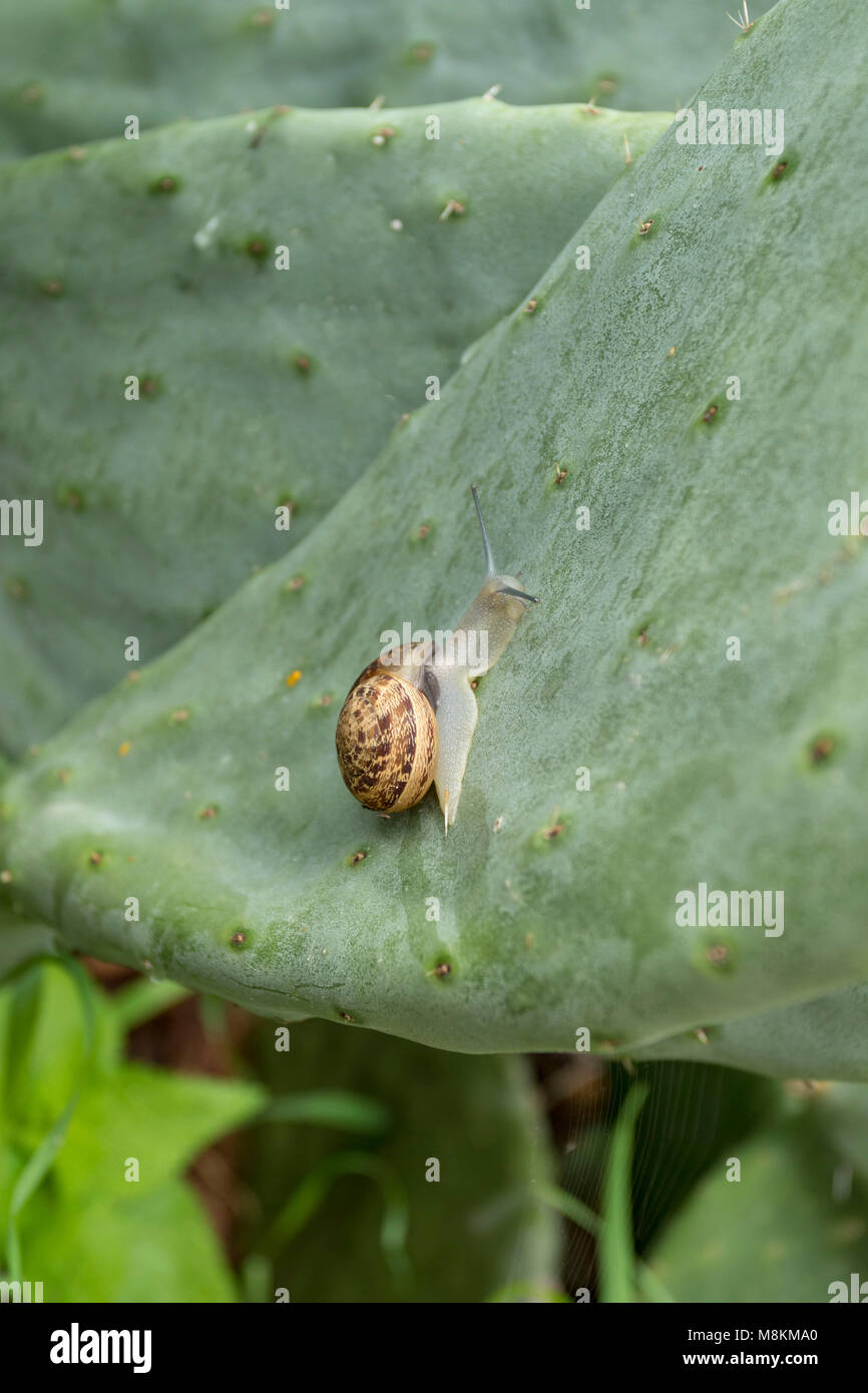 Snails eating into prickly pear cactus on the Mediterranean island of Cyprus Stock Photo Alamy