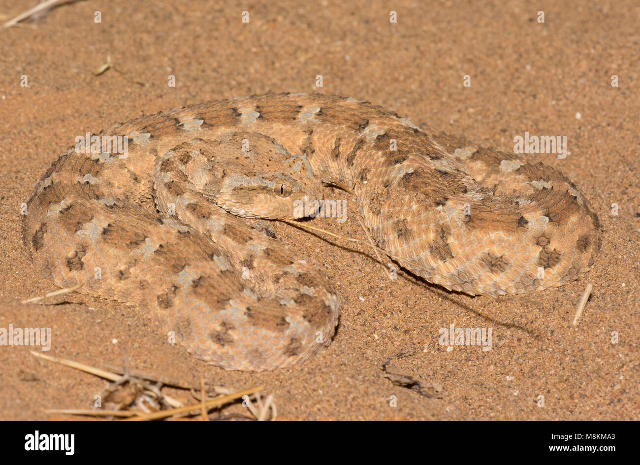 Nicely patterned Desert Horned Viper (Cerastes cerastes) in the desert of Morocco North African close up. Stock Photo