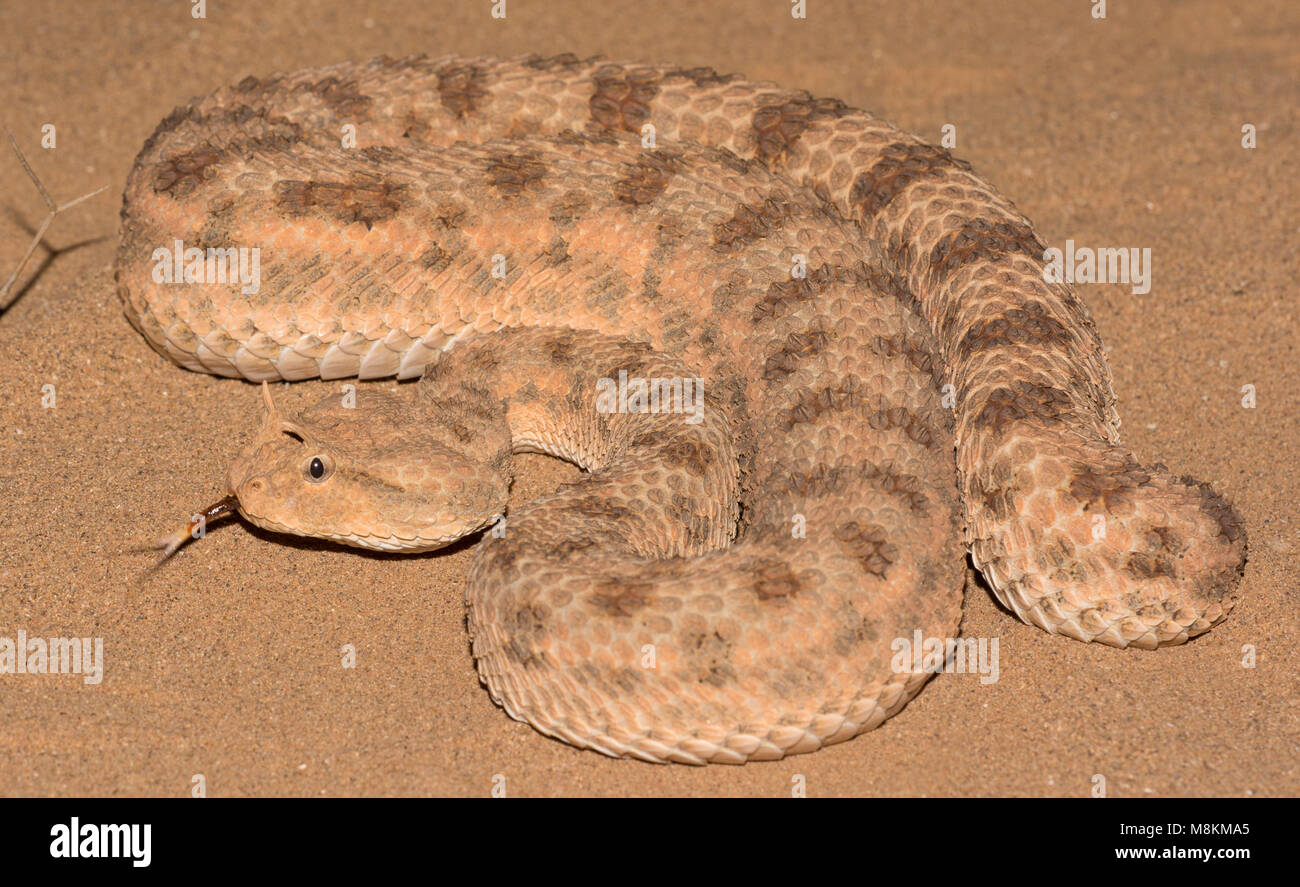 Desert Horned Viper (Cerastes cerastes) in the desert of Morocco North