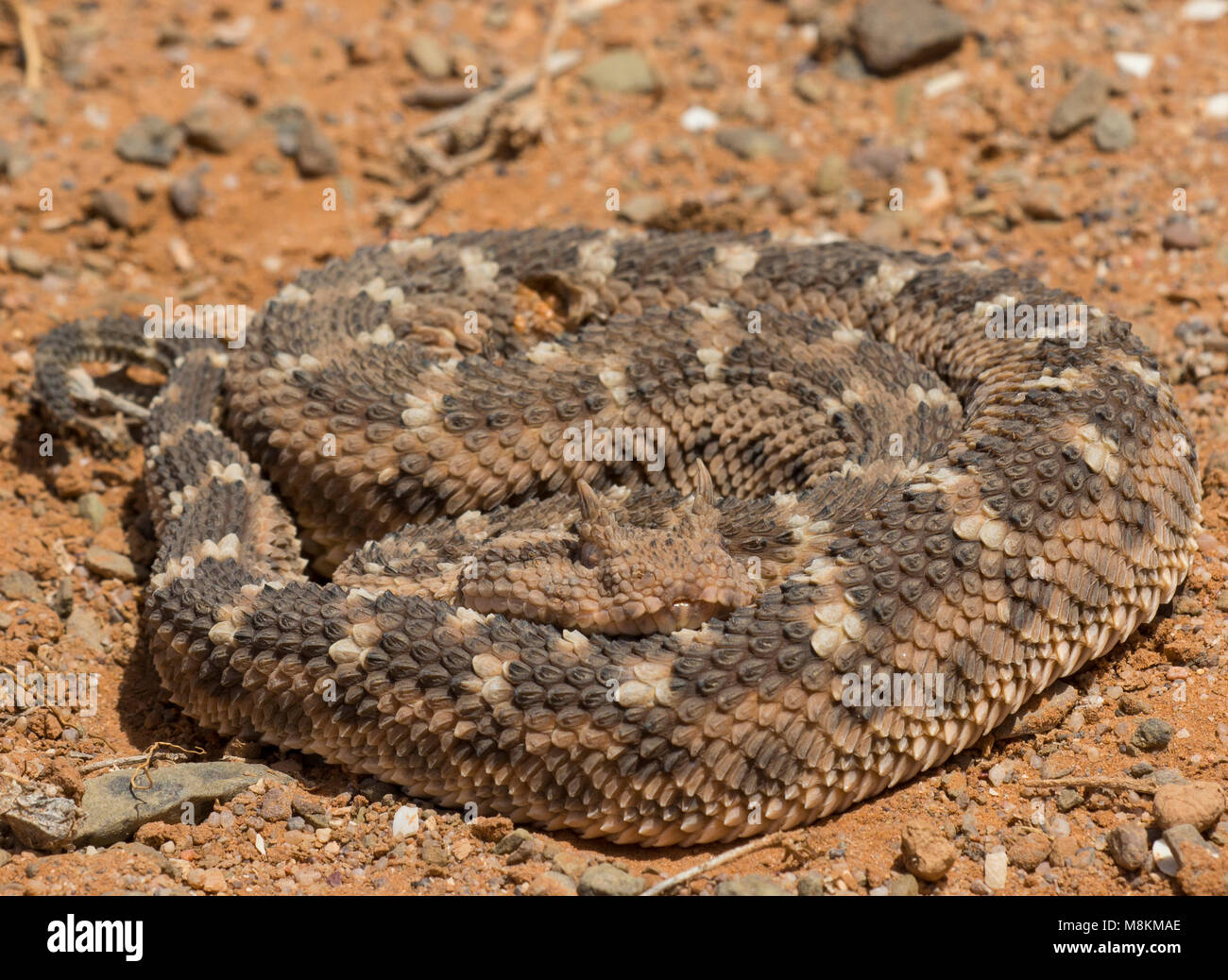 Dark patterned Desert Horned Viper (Cerastes cerastes) in Morocco North Africa. Stock Photo