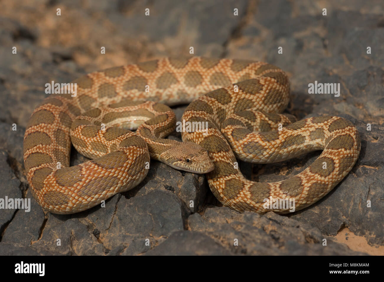Mograbin diadem snake (Spalerosophis dolichospilus) Stock Photo