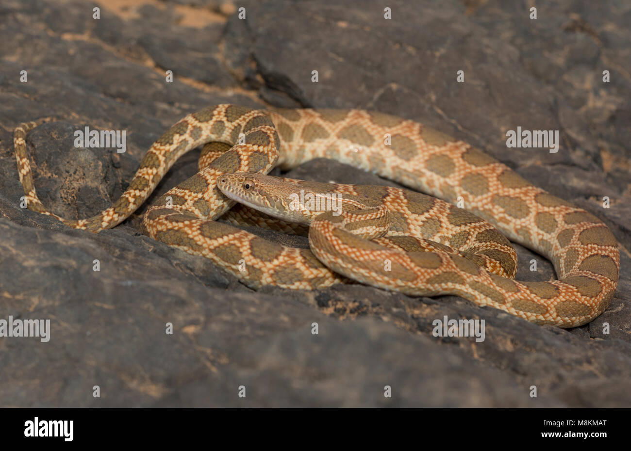 Mograbin diadem snake (Spalerosophis dolichospilus) Stock Photo
