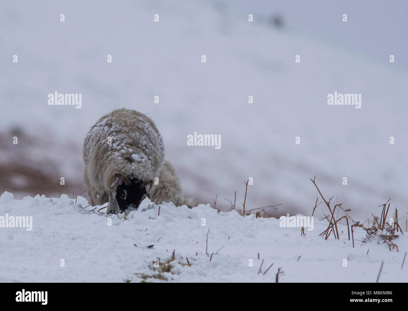 Swaledale sheep in the snow in the Yorkshire Dales Stock Photo Alamy