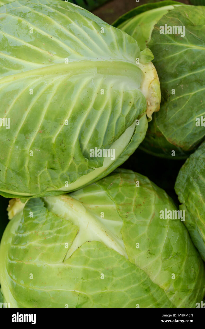 Medicinal medicinal value hi-res stock photography and images - Page 10 -  Alamy