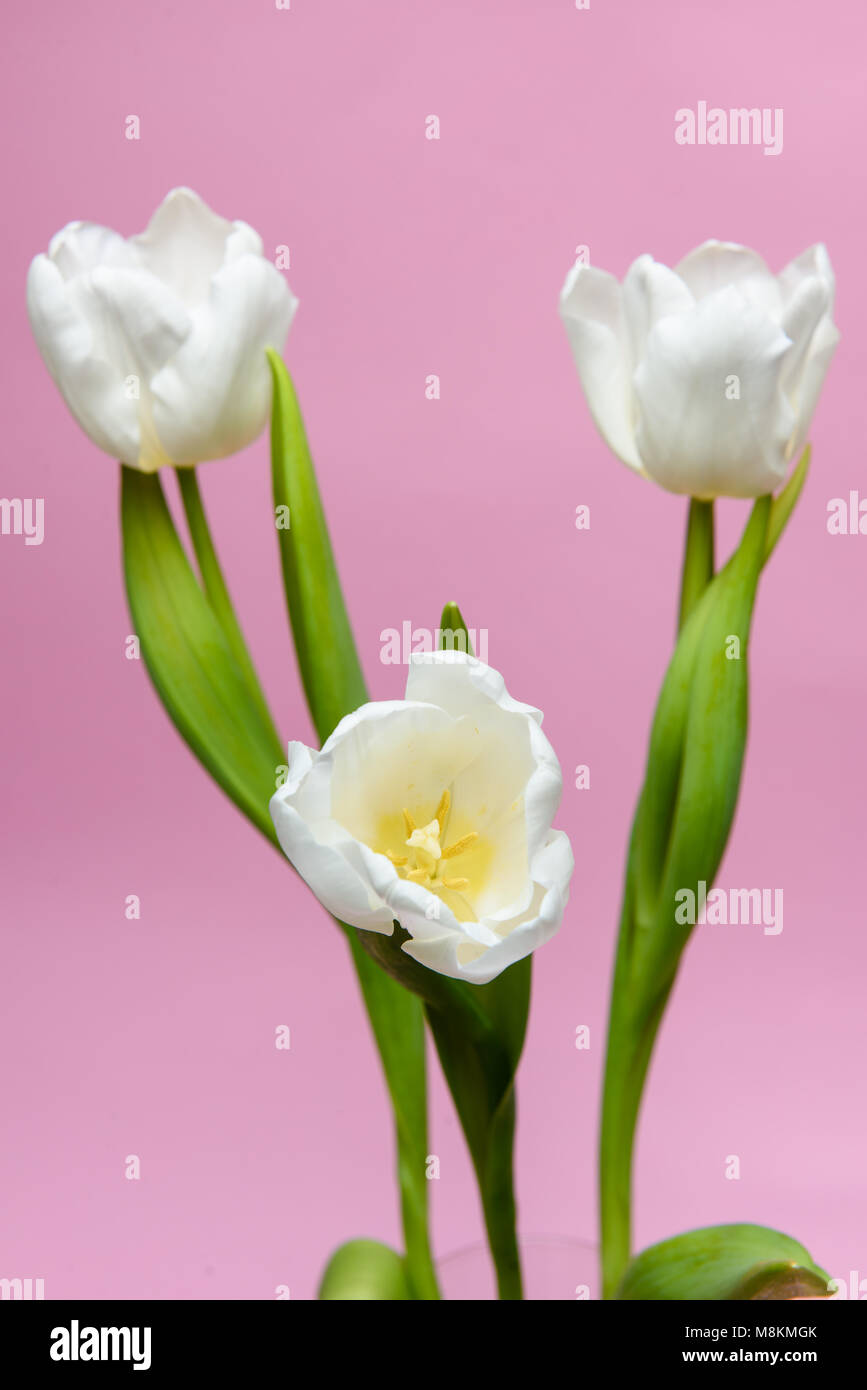 Three white tulips on a pink background. Vertical photo. Stock Photo