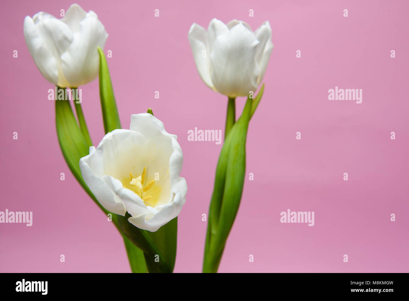 Three white tulips on a pink background. Horizontal photo with free space for text. Stock Photo