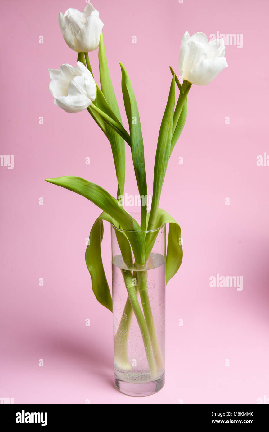 Three white tulips in a glass vase on a pink background. Stock Photo