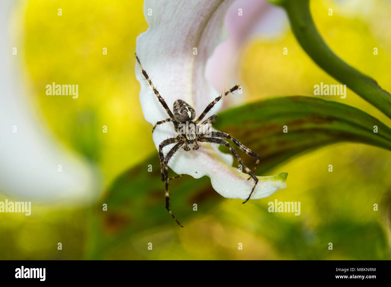 Spider on lily in the garden Stock Photo