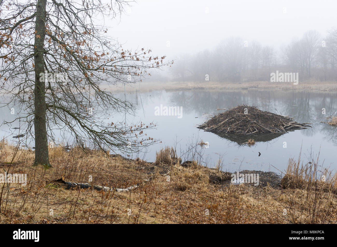 Beaver lodge in fog. William O'Brien State Park, MN, USA, early Spring