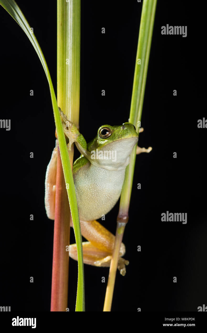 Gray Tree Frog (Hyla versicolor) climbing on plant, MN, USA, by