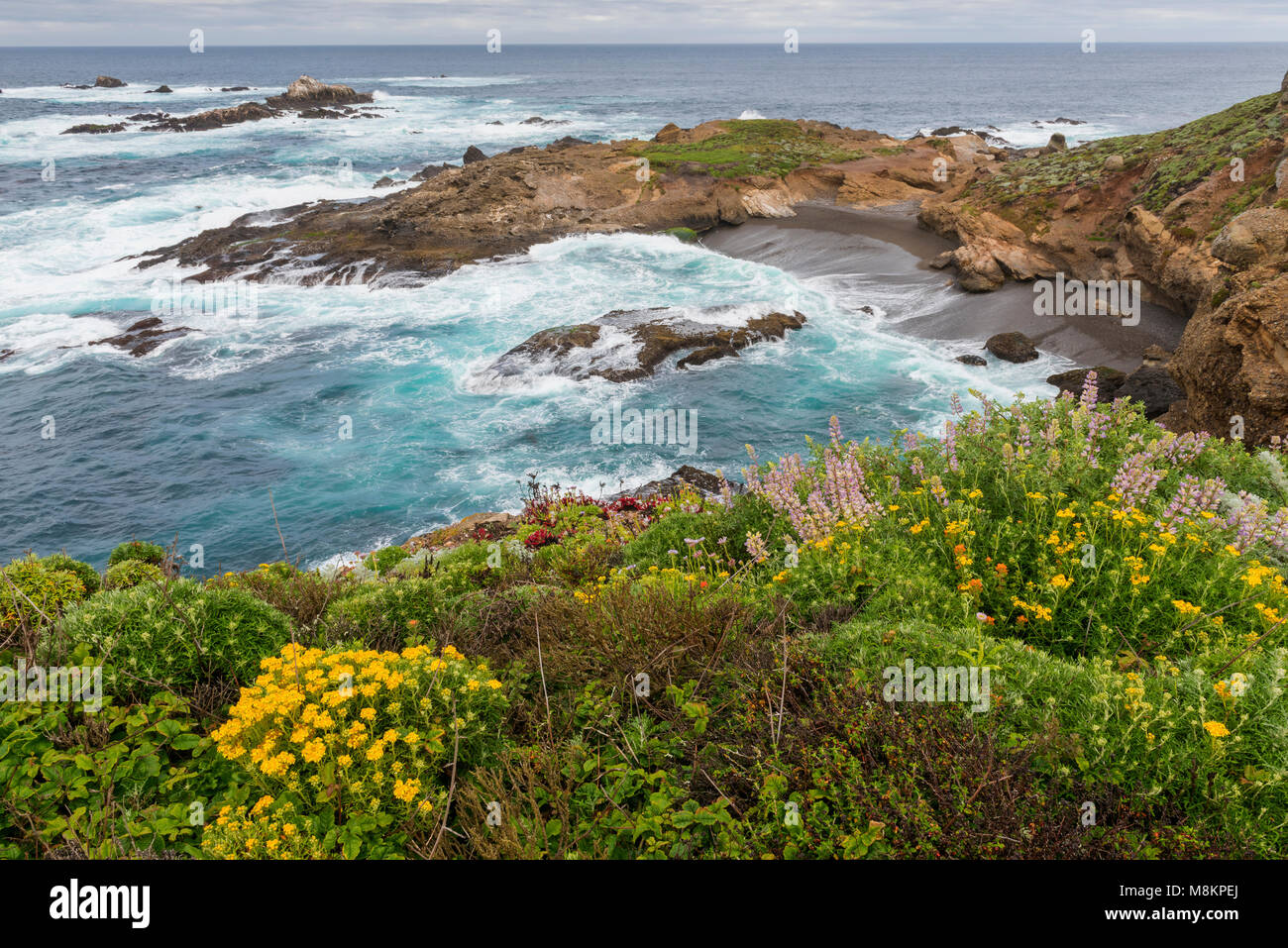 Wildflowers, Coast, Point Lobos State Natural Reserve, CA USA Mid-April, by Dominique Braud/Dembinsky Photo Assoc Stock Photo