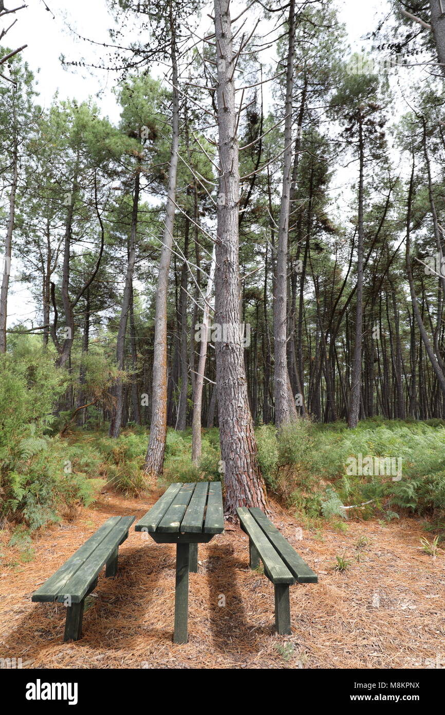 Picnic table in a forest Stock Photo