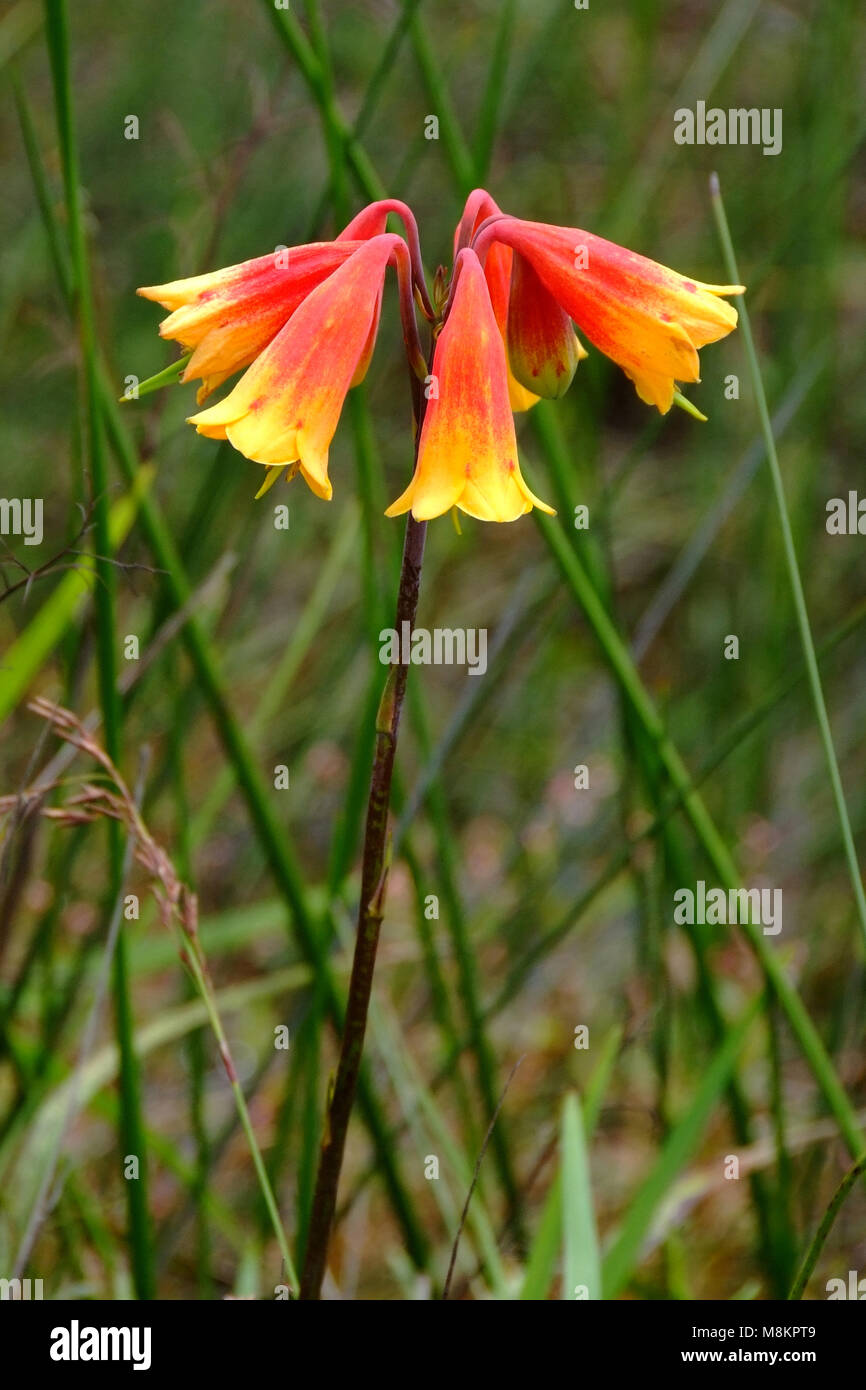 Blandfordia nobilis hi-res stock photography and images - Alamy