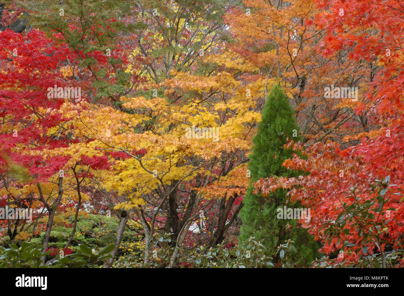 RED AND YELLOW AUTUMN FOLIAGE ON TREES IN THE BLUE MOUNTAINS, NEW SOUTH WALES, AUSTRALIA. Stock Photo