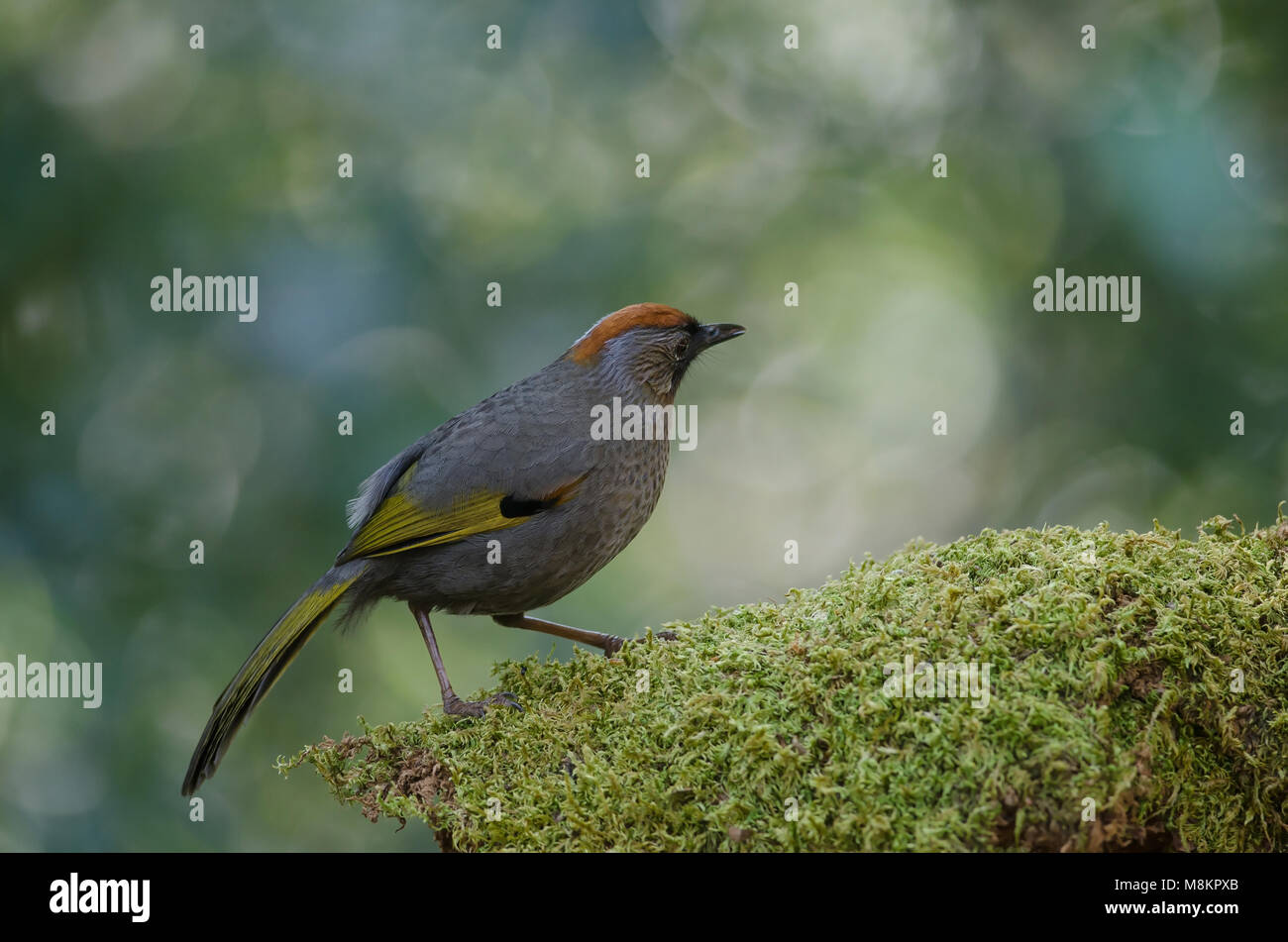 Silvereared laughingthrush in nature (Trochalopteron melanostigma