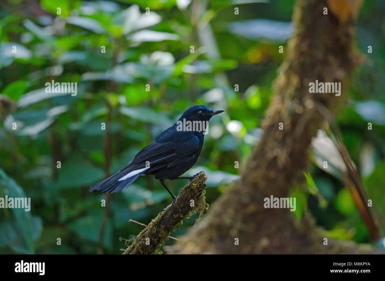 White-tailed Blue Robin (Cinclidium leucurum) in nature Thailand Stock Photo