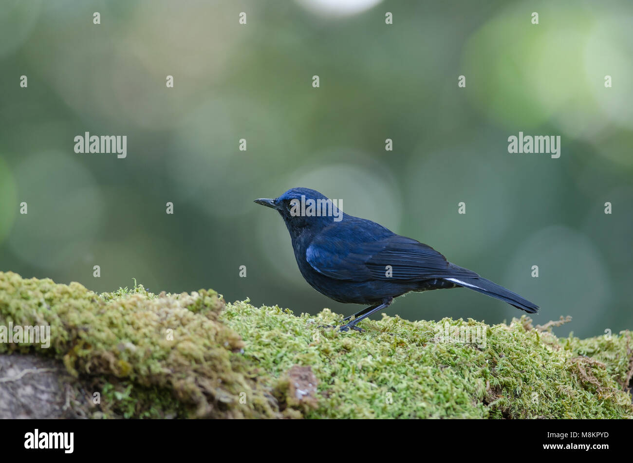White-tailed Blue Robin (Cinclidium leucurum) in nature Thailand Stock Photo