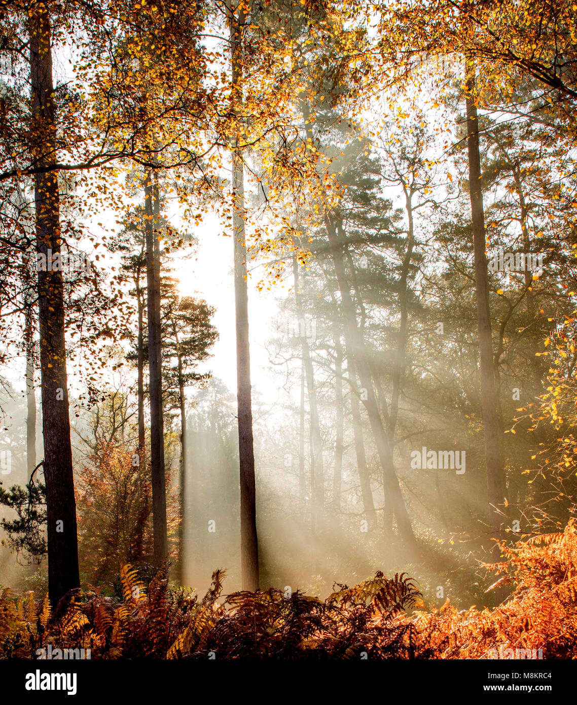 Rays of sunlight shining through early morning mist in woodland, Dorset, England, UK Stock Photo