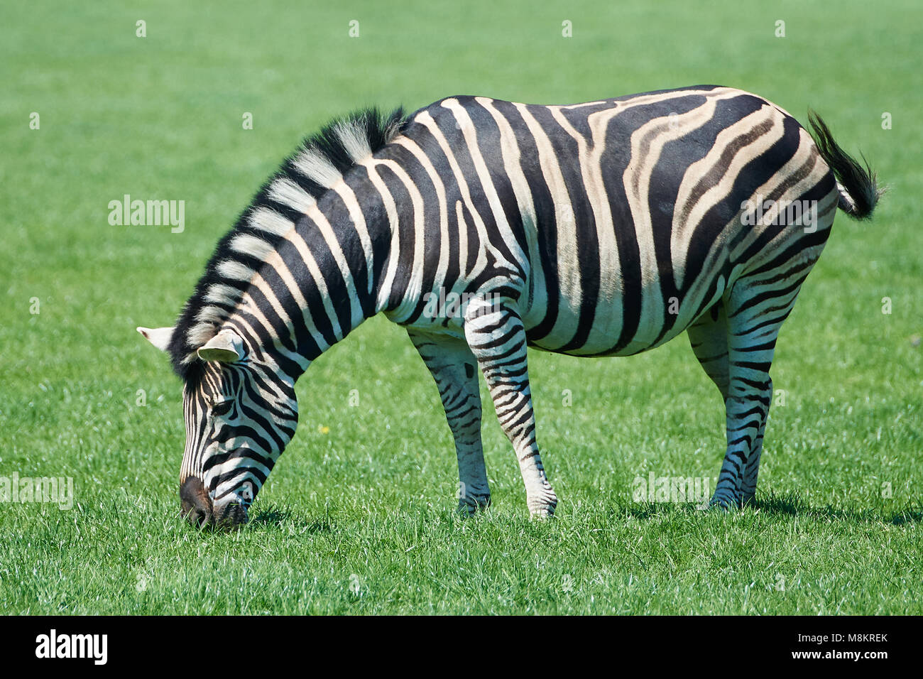 Plains Zebra eating grass in its habitat Stock Photo - Alamy