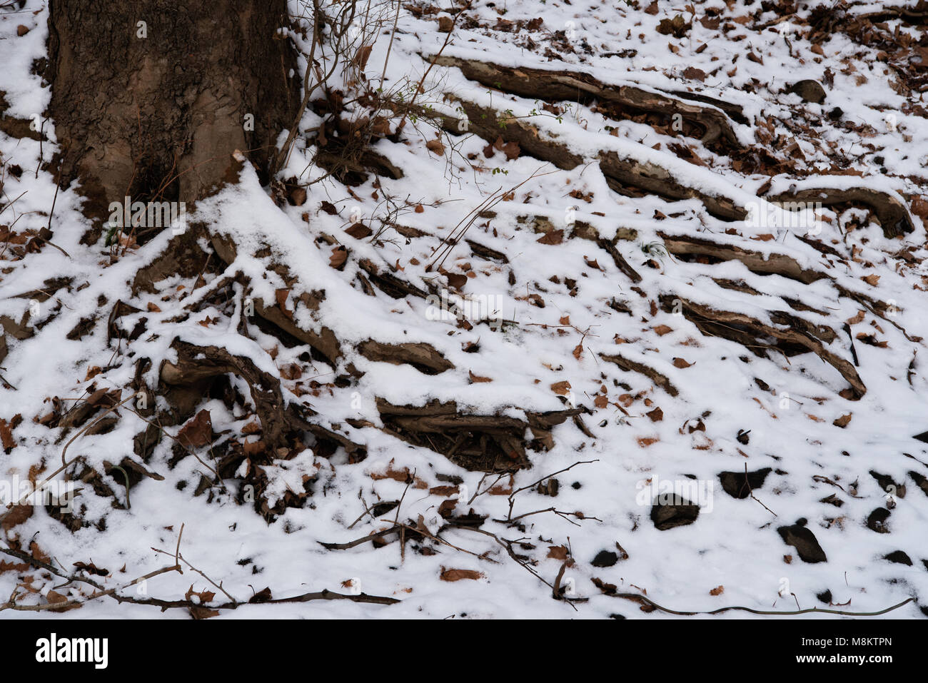 Forest Roots Snow Snow covered roots Stock Photo - Alamy