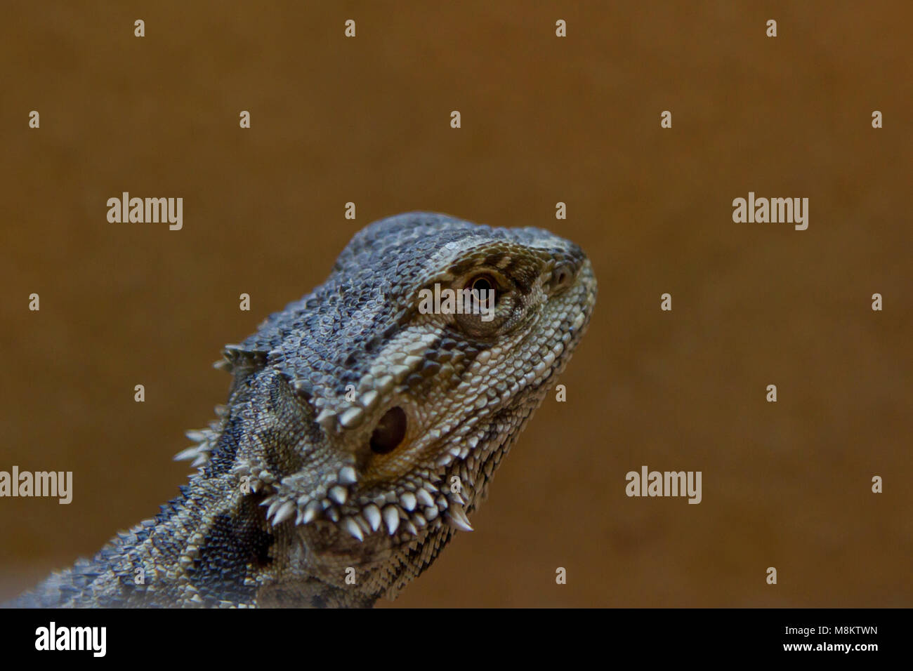 photo portrait of a bearded dragon basking under a heat lamp Stock