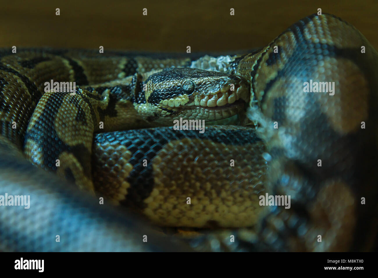 Close-up photo of a Boa constrictor snake resting Stock Photo - Alamy