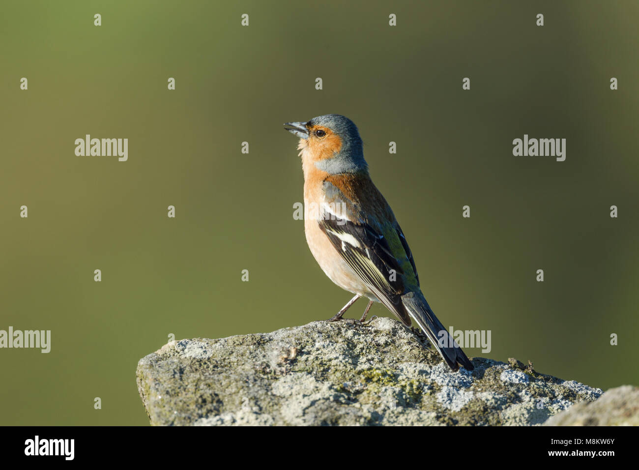 Male chaffinch, Latin name Fringilla coelebs, standing on a lichen covered rock while calling Stock Photo