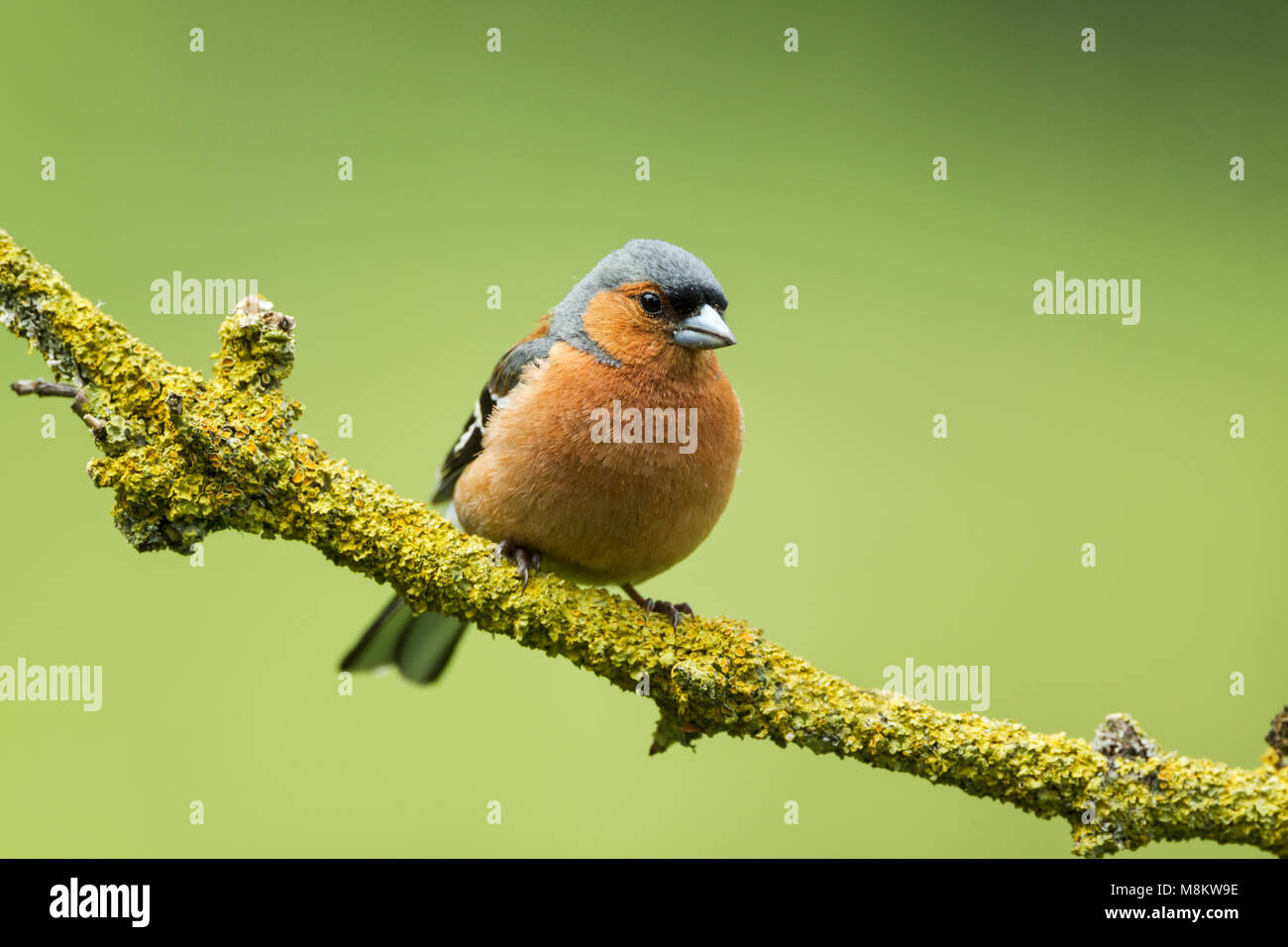 Male chaffinch, Latin name Fringilla coelebs, perched on a colourful lichen covered twig against a green background Stock Photo
