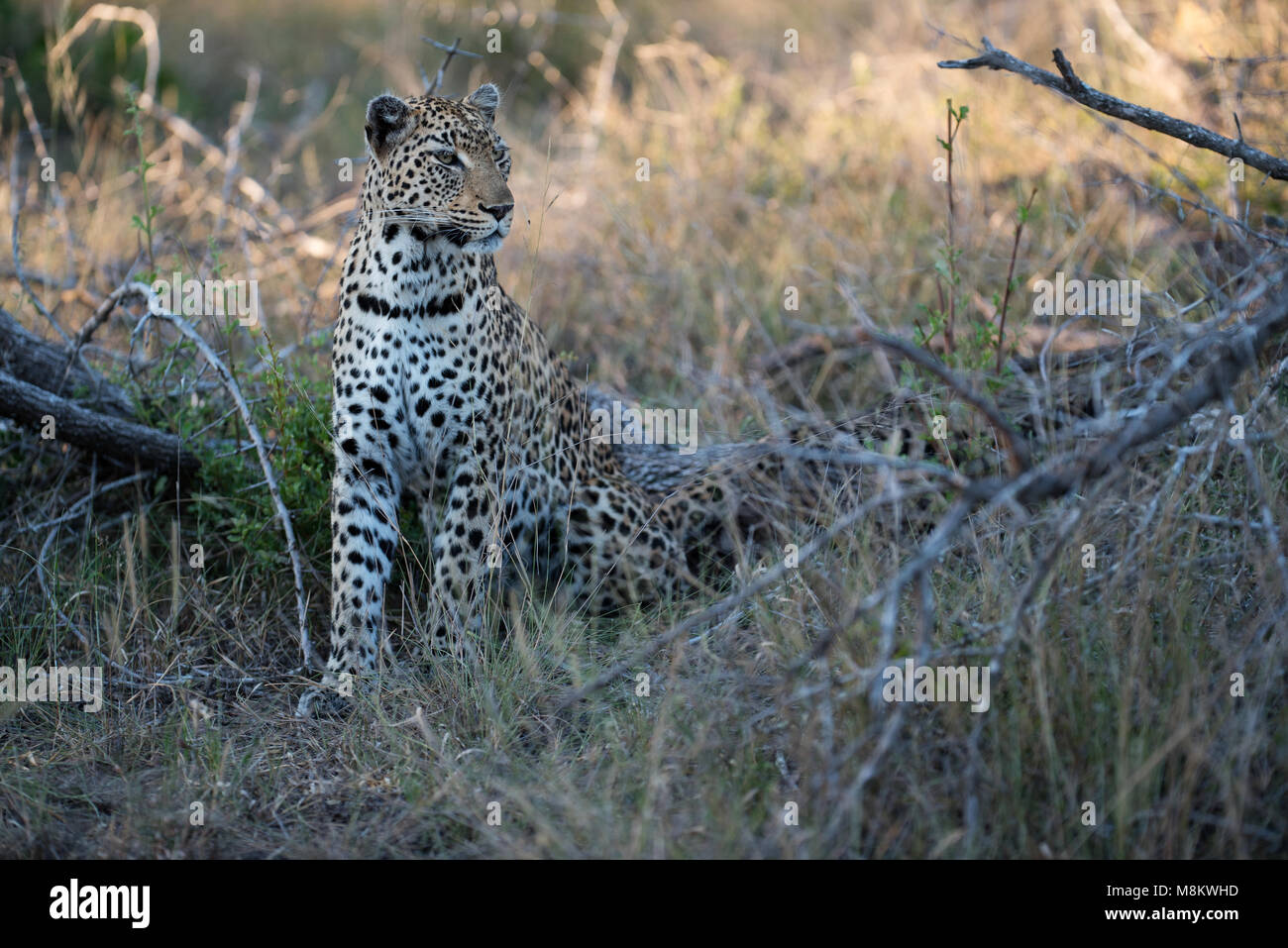 Leopard about to start her hunt Stock Photo