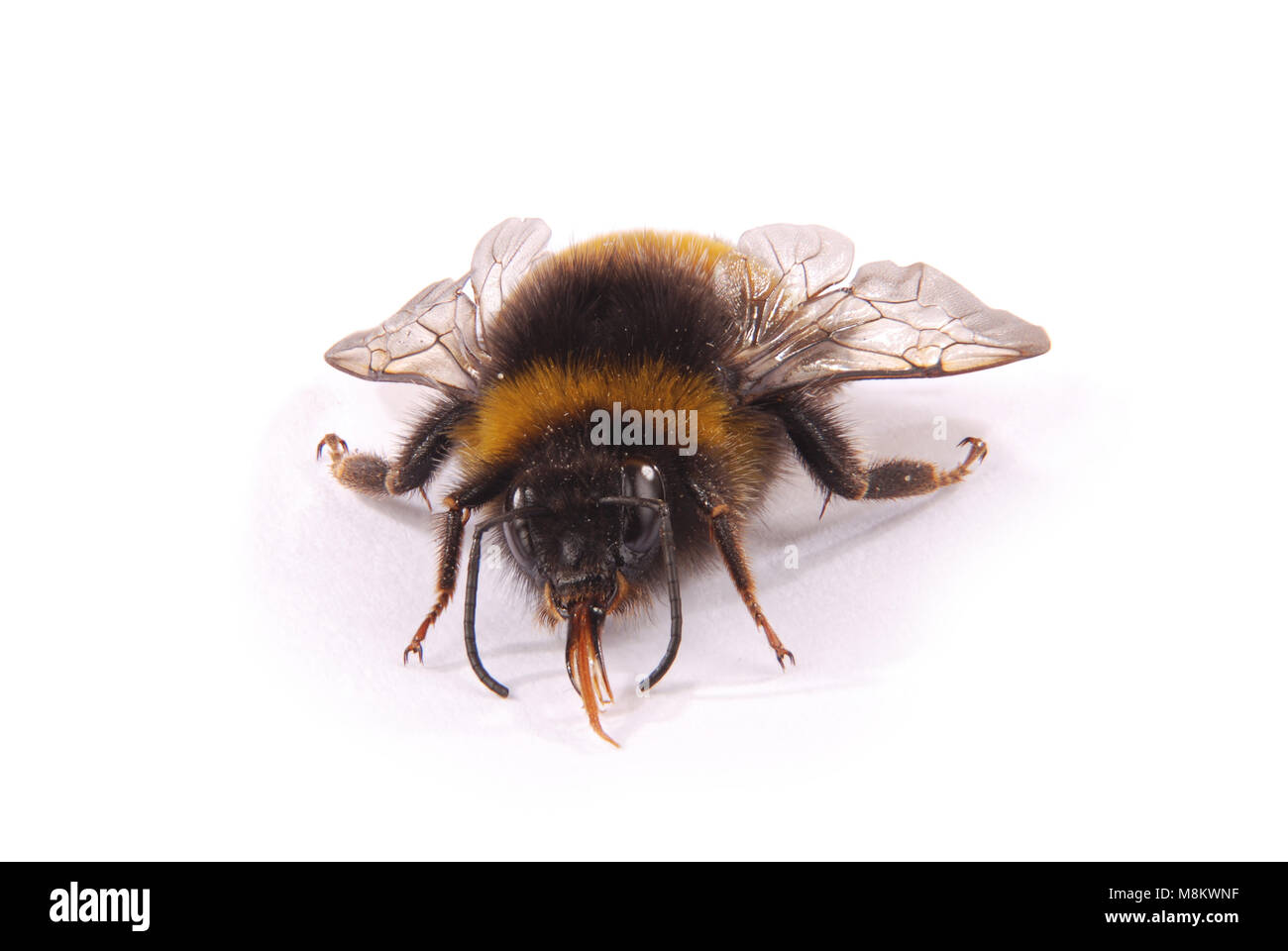 41,700+ Bumble Bee Close Up Stock Photos, Pictures & Royalty-Free Images -  iStock