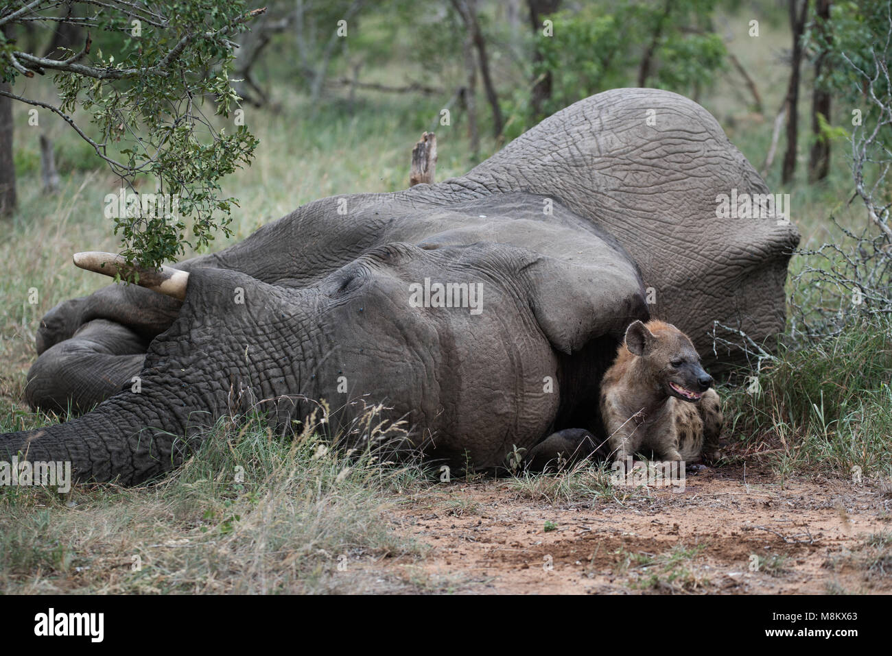 Dead elephant hi-res stock photography and images - Alamy