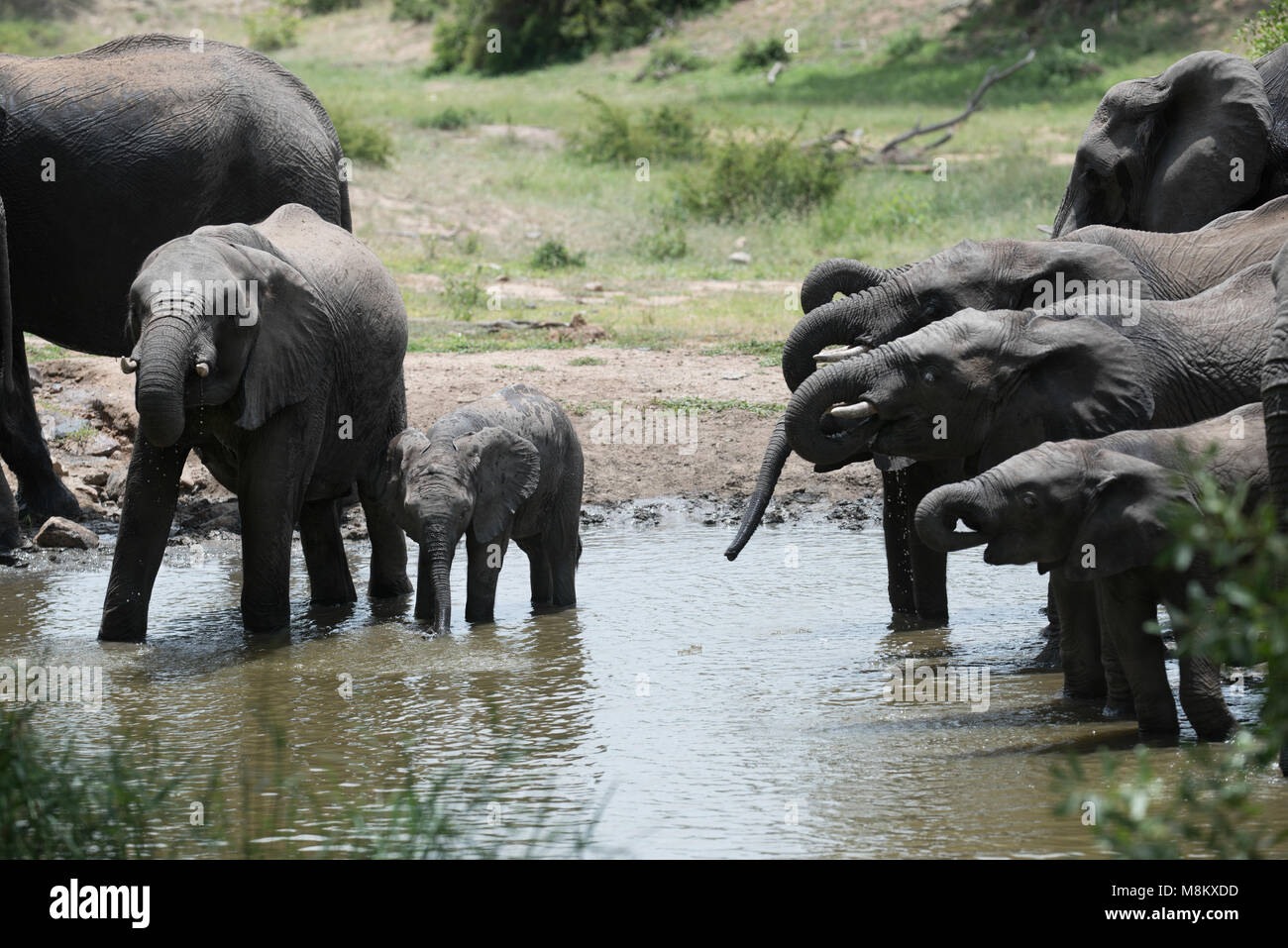 Herd of elephants drinking from a watering hole Stock Photo