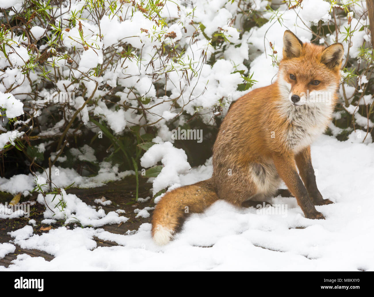 Bournemouth, Dorset, UK. 18th March 2018. UK weather: urban fox, Vulpes Vulpes, looking for food in the snow in a Bournemouth garden - Beast from the East 2 Credit: Carolyn Jenkins/Alamy Live News Stock Photo