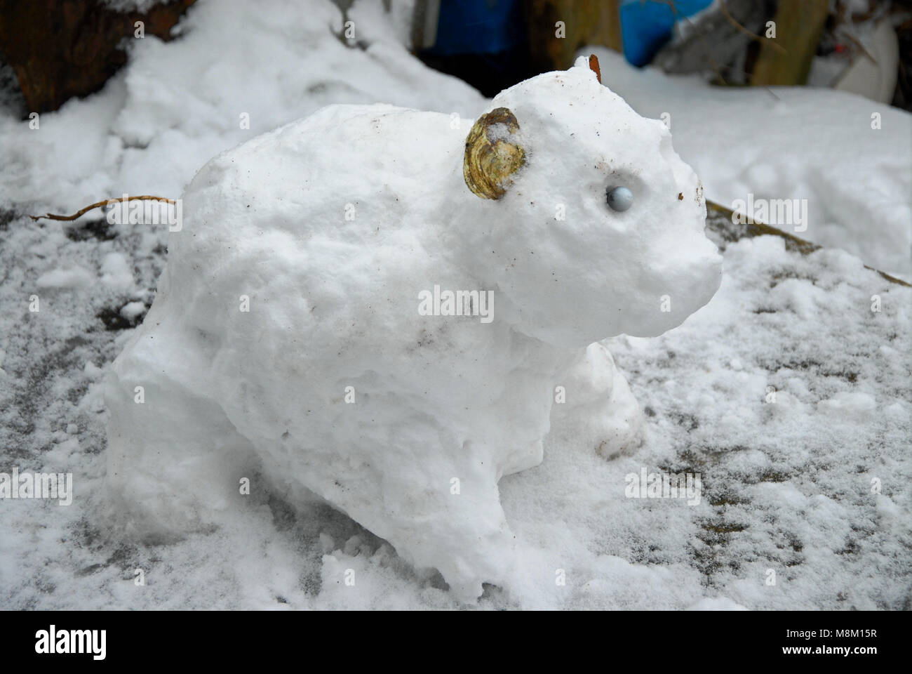 Portland, Dorset. 18th March 2018 - A rarely-seen 'Russian snow-pig', the original 'mini Beast from the East' Credit: stuart fretwell/Alamy Live News Stock Photo