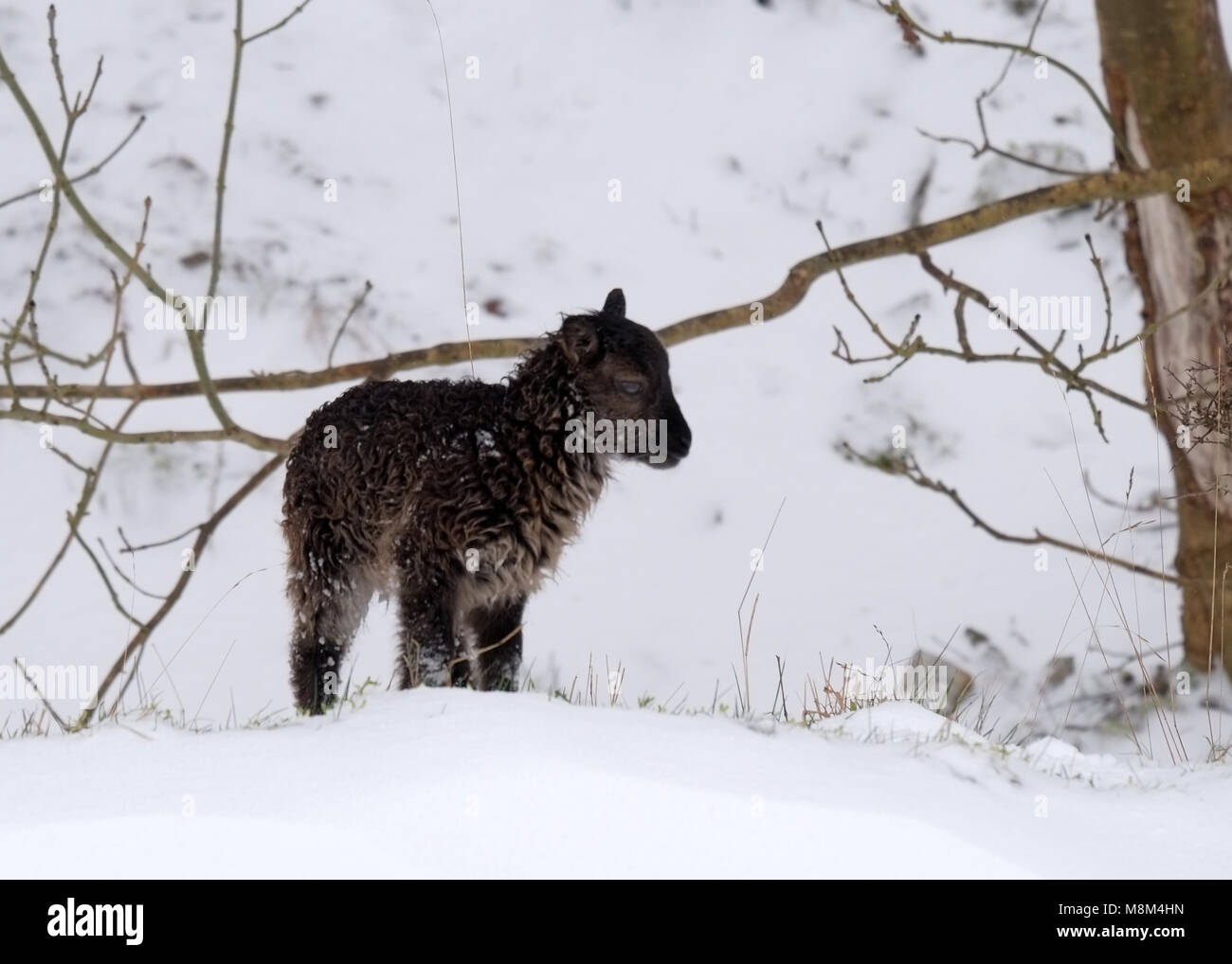 Cheddar Gorge, UK. 18th March 2018 - Feral soay sheep and lambs  in the snows of Cheddar Gorge. Credit: Timothy Large/Alamy Live News Stock Photo