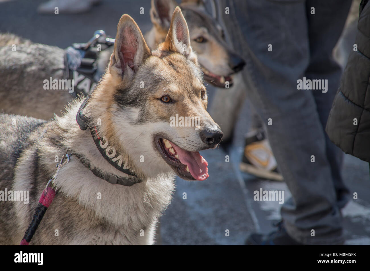 Madrid, Spain. 18th March, 2018. Animal organizations gathered hundreds of people to protest against the extermination of the Iberian Woolf, an endangered especies. Credit: Lora Grigorova/Alamy Live News Credit: Lora Grigorova/Alamy Live News Stock Photo